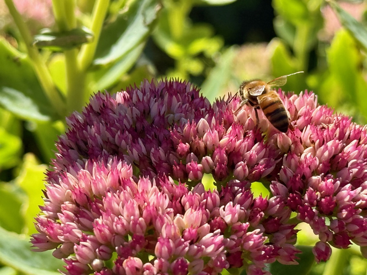 Honningbi samler nektar fra en lyserød sedum-blomst i sensommersolen